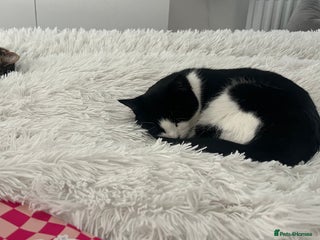 British Shorthair cats - Advert 7