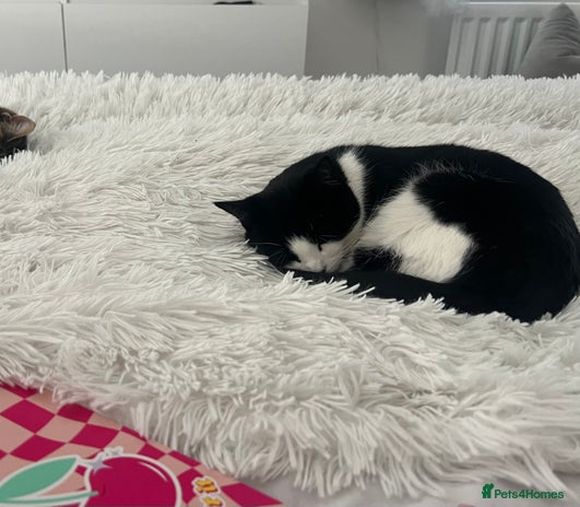 British Shorthair cats - Advert 16