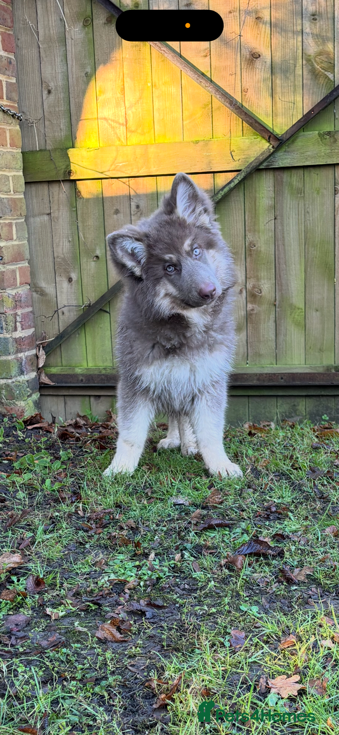 German Shepherd dogs for sale: Kc registered DNA Health tested gsd puppy  - Advert 4