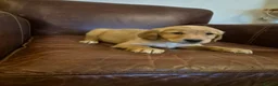 Golden Retriever dogs for sale: Gorgeous dark kc golden retriever pups - Advert 9
