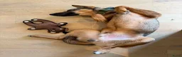 Mixed Breed dogs for adoption: Sammy is waiting for a forever family - Advert 20