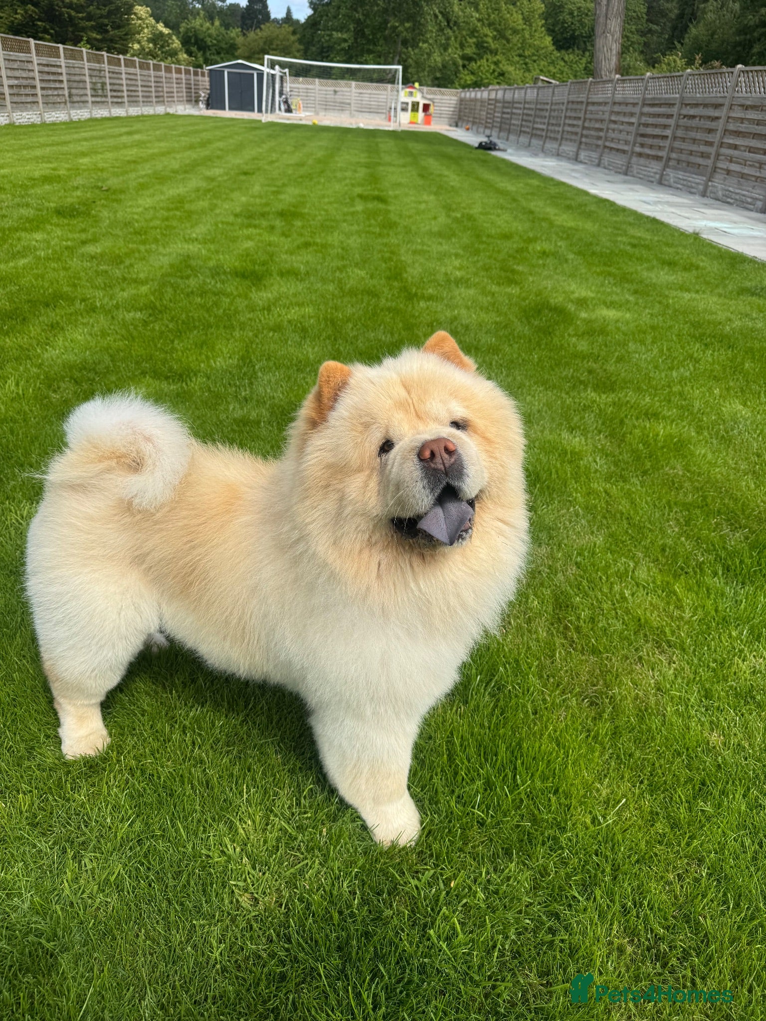 Chow Chow dogs Pablo - Advert 3
