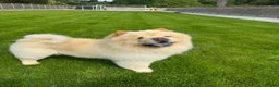 Chow Chow dogs for sale: Pablo in Solihull - Advert 1