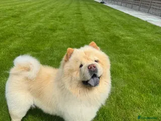 Chow Chow dogs Pablo - Advert 1