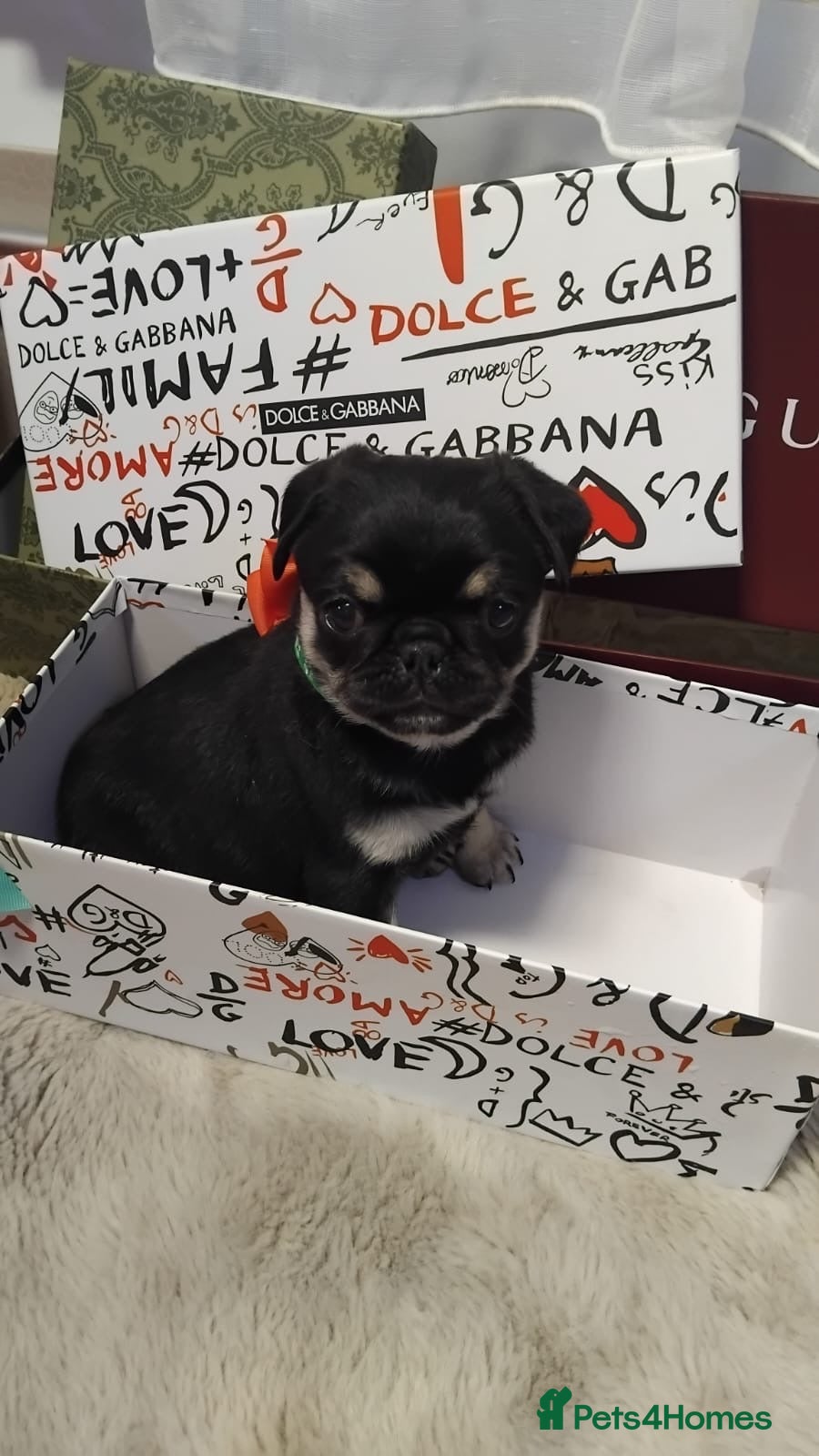 Pug dogs Pug puppies  - Advert 3