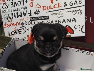 Pug dogs Pug puppies - Advert 3