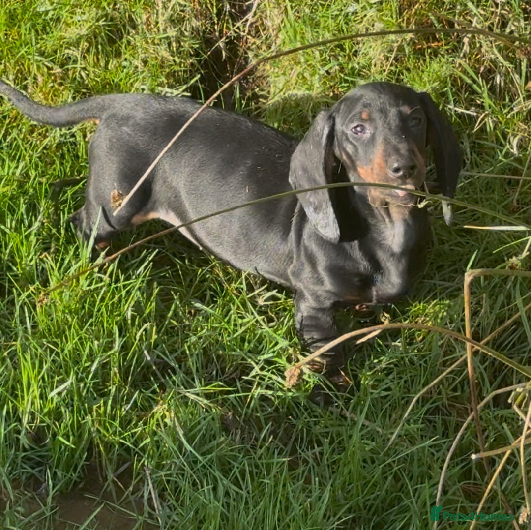 Dachshund dogs for sale: Standard Dachshund puppies  - Advert 2
