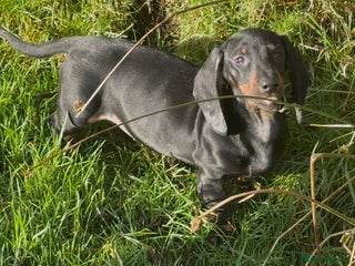 Dachshund dogs Smooth hair Dachshund puppies - Advert 3