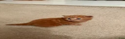 Mixed Breed cats for sale: Mixed Breed Kittens  - Advert 4
