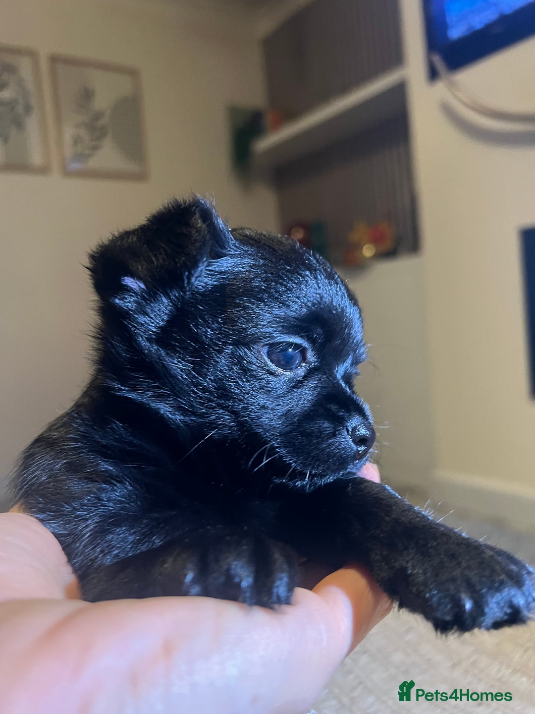 Chihuahua dogs for sale: Chihuahuas  - Image 1