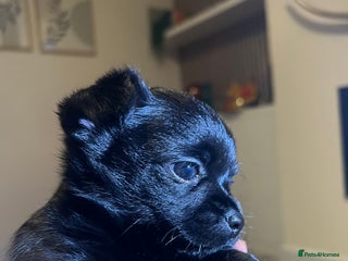 Chihuahua dogs - Advert 1