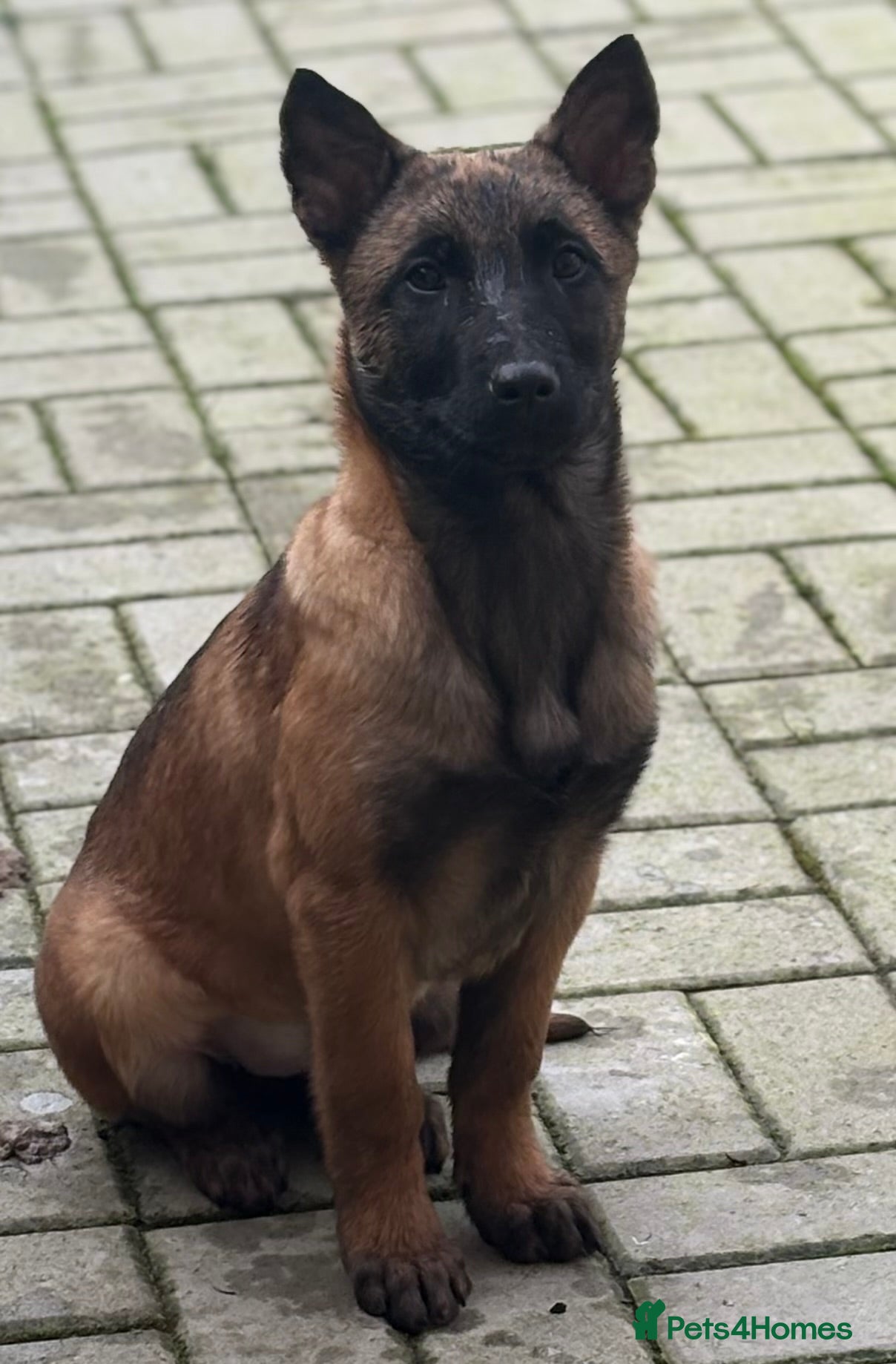 Mixed Breed dogs Dutch herder x Belgium malinois 1 FEMALE LEFT - Advert 17