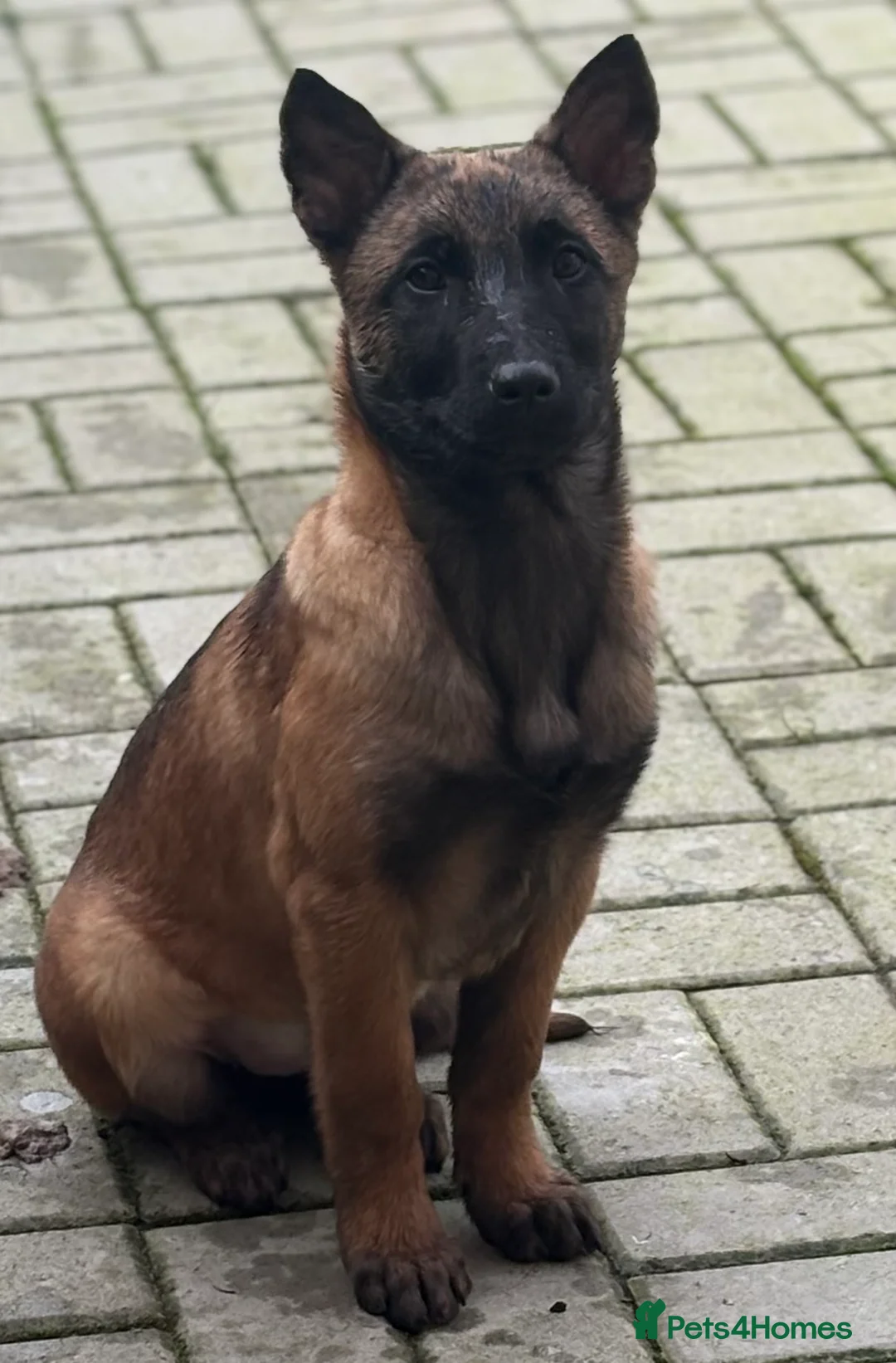 Mixed Breed dogs for sale: Dutch herder x Belgium malinois 1 FEMALE LEFT - Advert 1