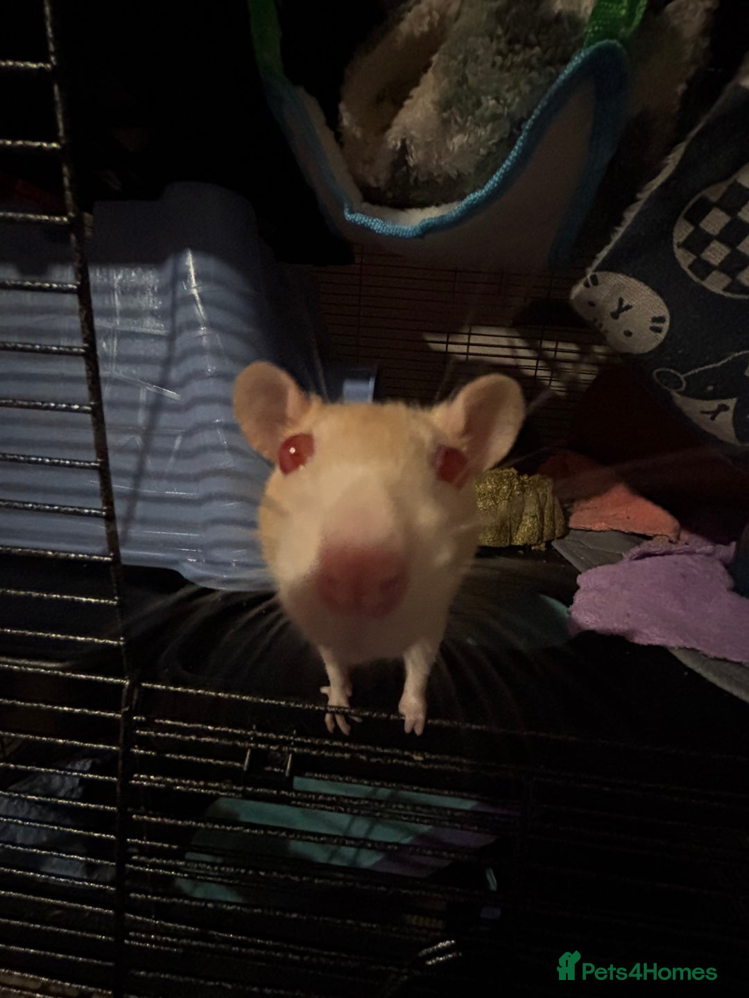 Rat rodents for sale: 3 FEMALE RATS + CAGE - Advert 8