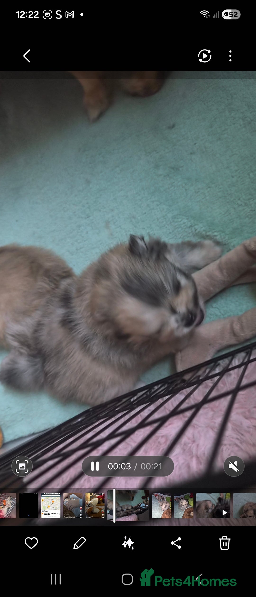 Pomeranian dogs for sale: Goergeos Pomeranian Puppy's💙❤️ - Advert 11