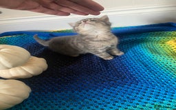 British Shorthair cats for sale: Good morning  - Image 4