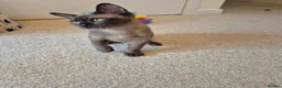 Burmese cats for sale: Gorgeous Pedigree Burmese Kittens - Advert 7