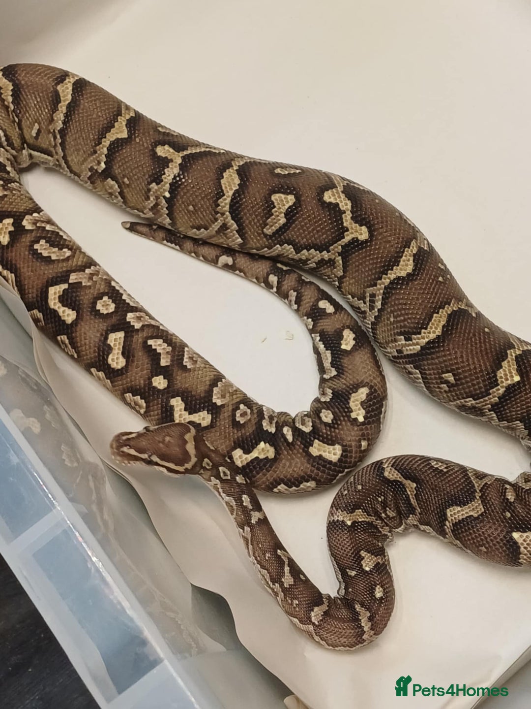 Python Snake reptiles for sale: CB22 PAIR OF ANGOLAN PYTHONS  - Image 3