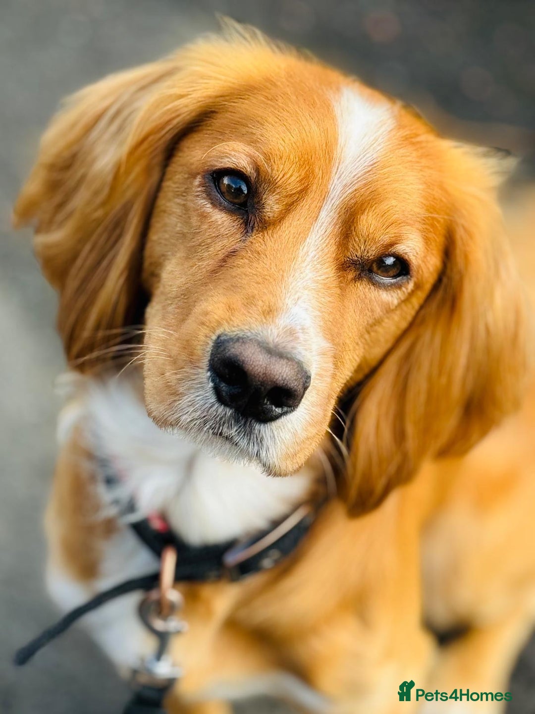 Cocker Spaniel dogs for sale: Beautiful, healthy and loving 2-year-old Cocker.  - Advert 4