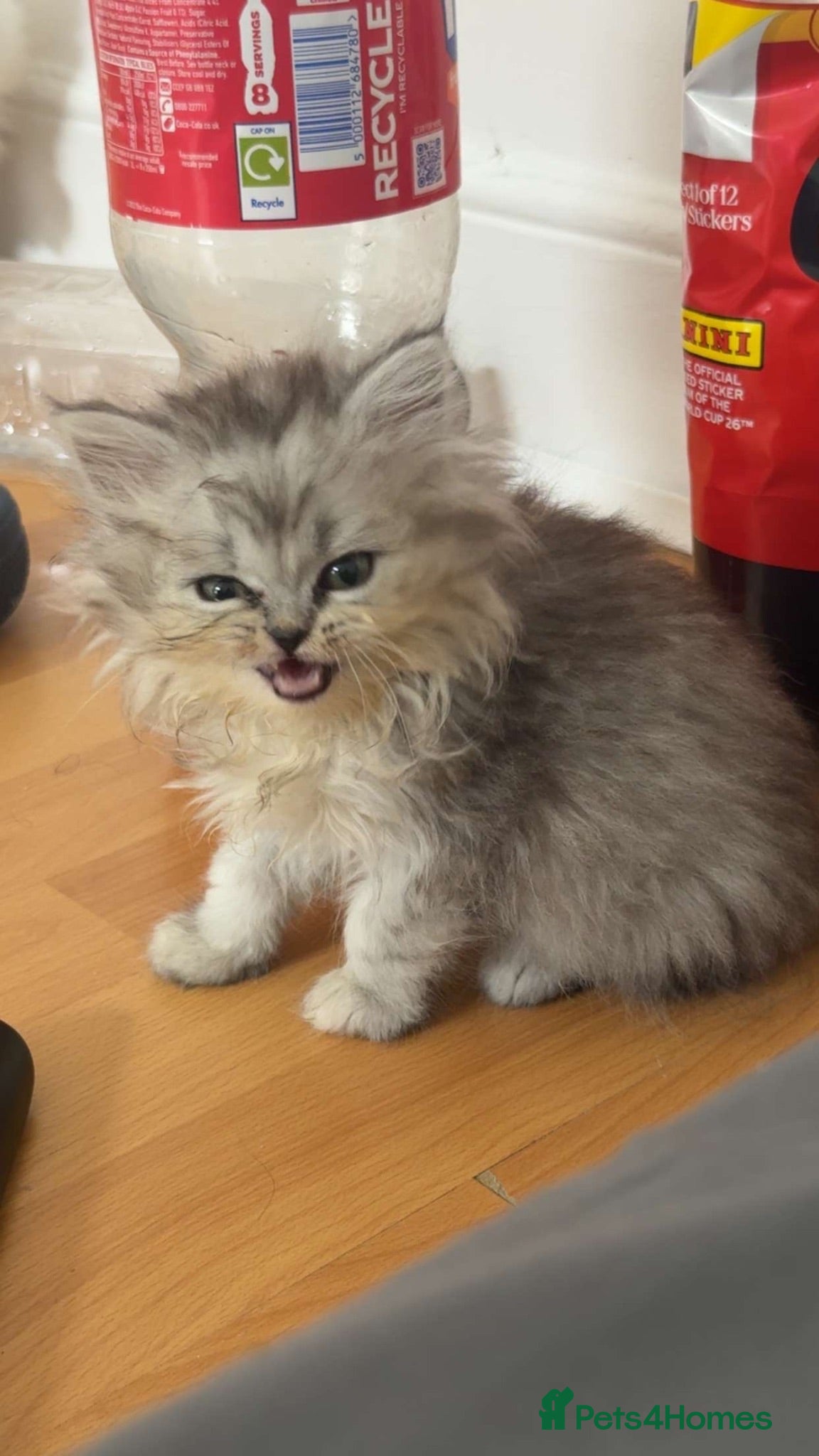 Persian cats PERSIAN KITTEN FOR SALE! - Advert 3