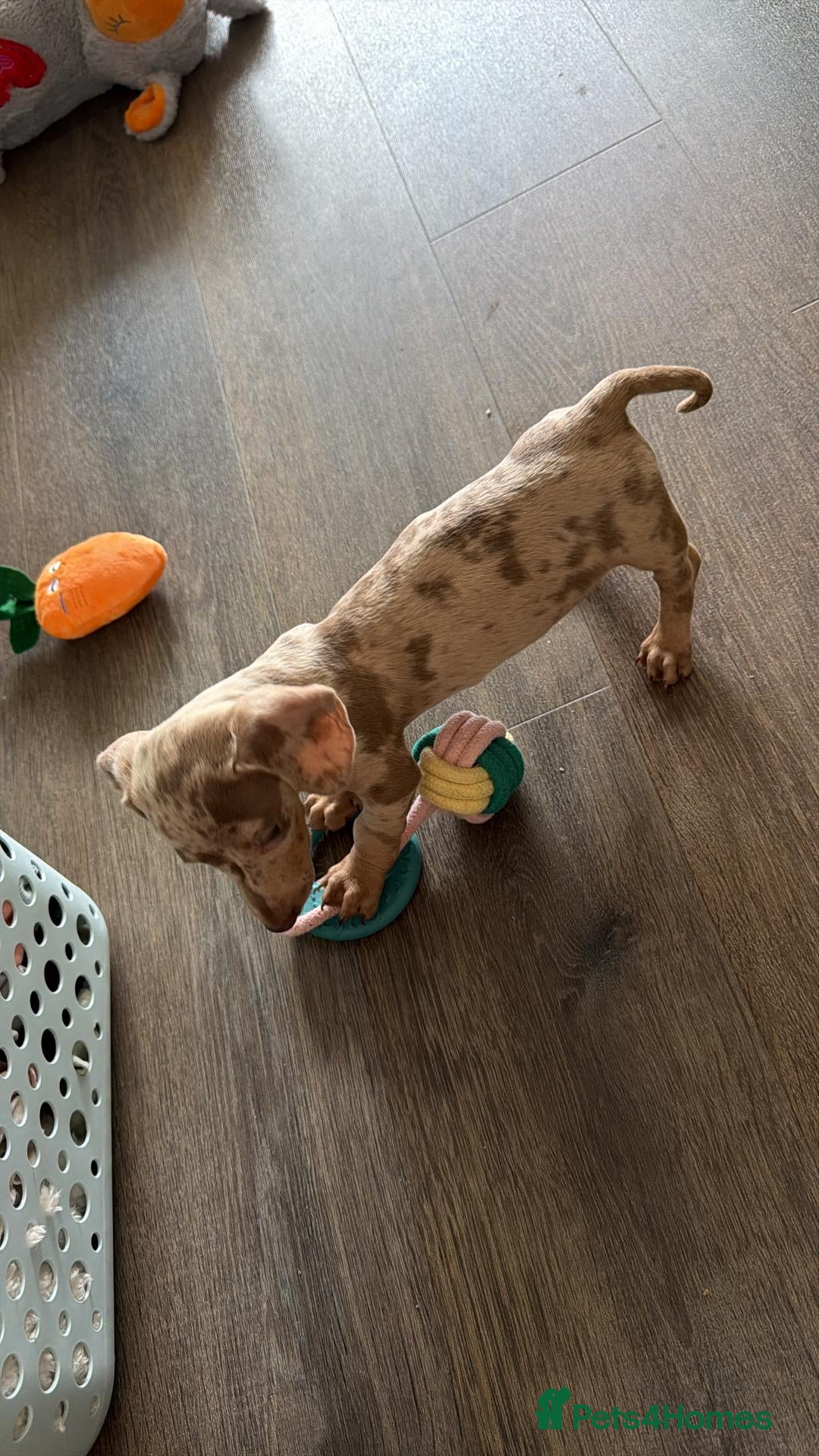 Miniature Dachshund dogs Miniature dachshund puppy  - Advert 1