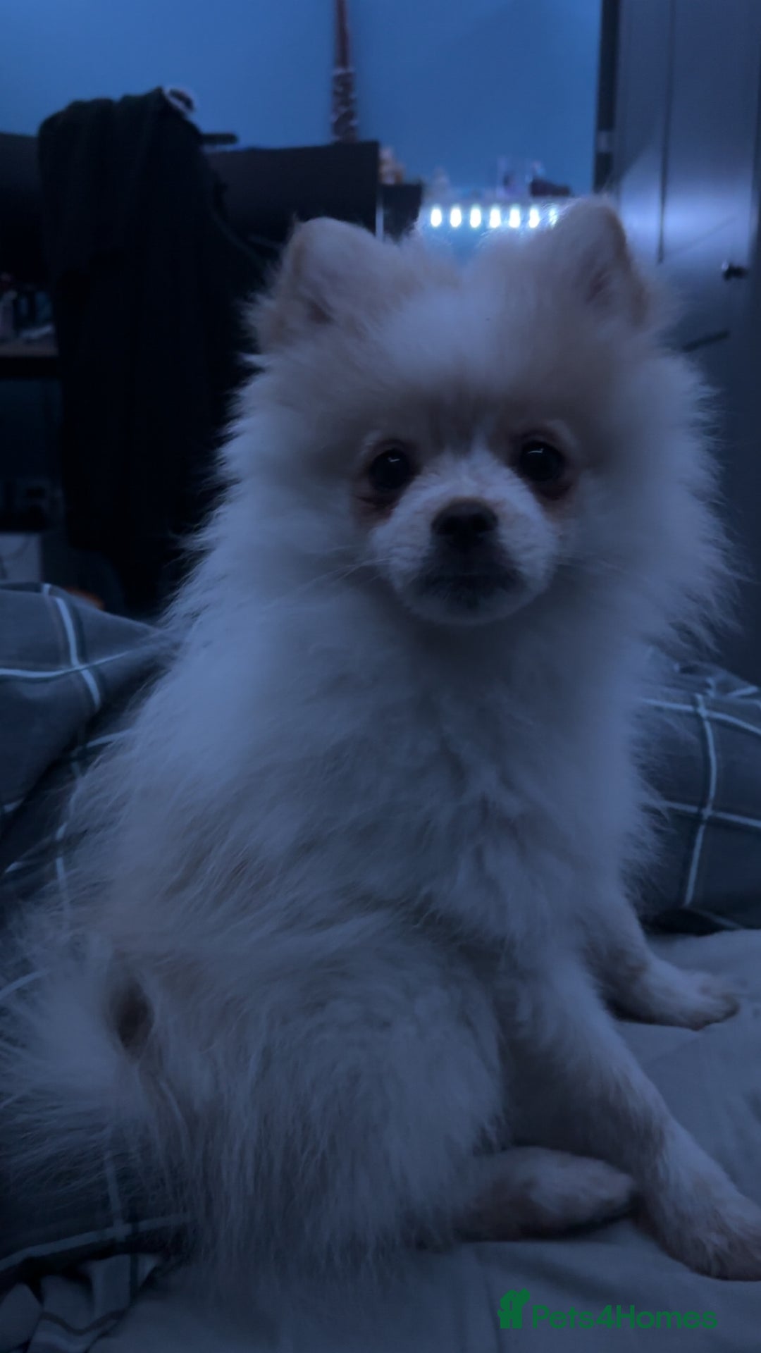 Pomeranian dogs for sale: Beautiful Pomeranian puppy for sale - Advert 2