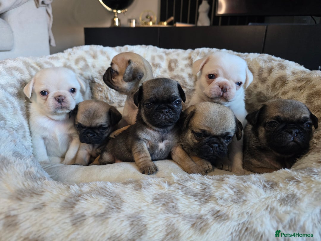 Pug dogs for sale: Beautiful Pug Puppies  - Advert 4