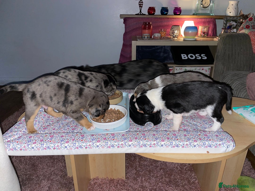 Mixed Breed dogs for sale: Sprollie Puppies  - Image 21