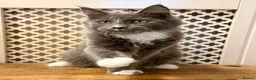 Maine Coon cats for sale: 💙 BLUE MAINE COON BOY *PARENTS HEALTH TESTED* 💙 - Advert 6