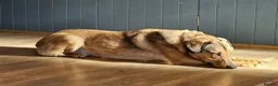 Mixed Breed dogs for sale: Lovely Obi Looking For His Forever Home in Chesterfield - Advert 4