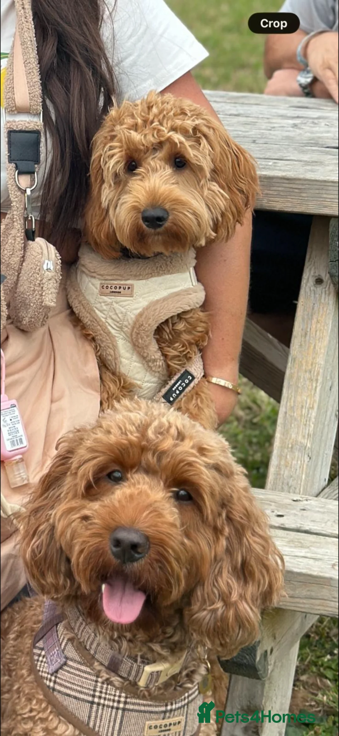 Cockapoo dogs for sale: Cockapoo in Chepstow - Advert 2