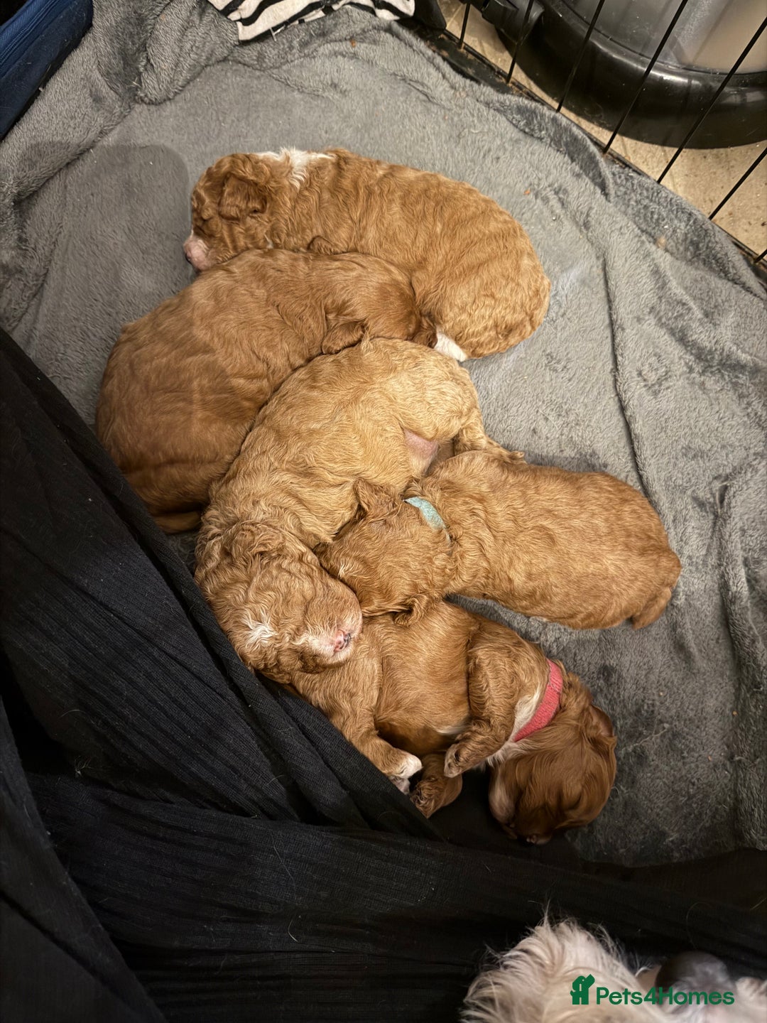 Cavapoo dogs for sale: *Only 1 left *beautiful Cavapoo puppies  - Advert 8