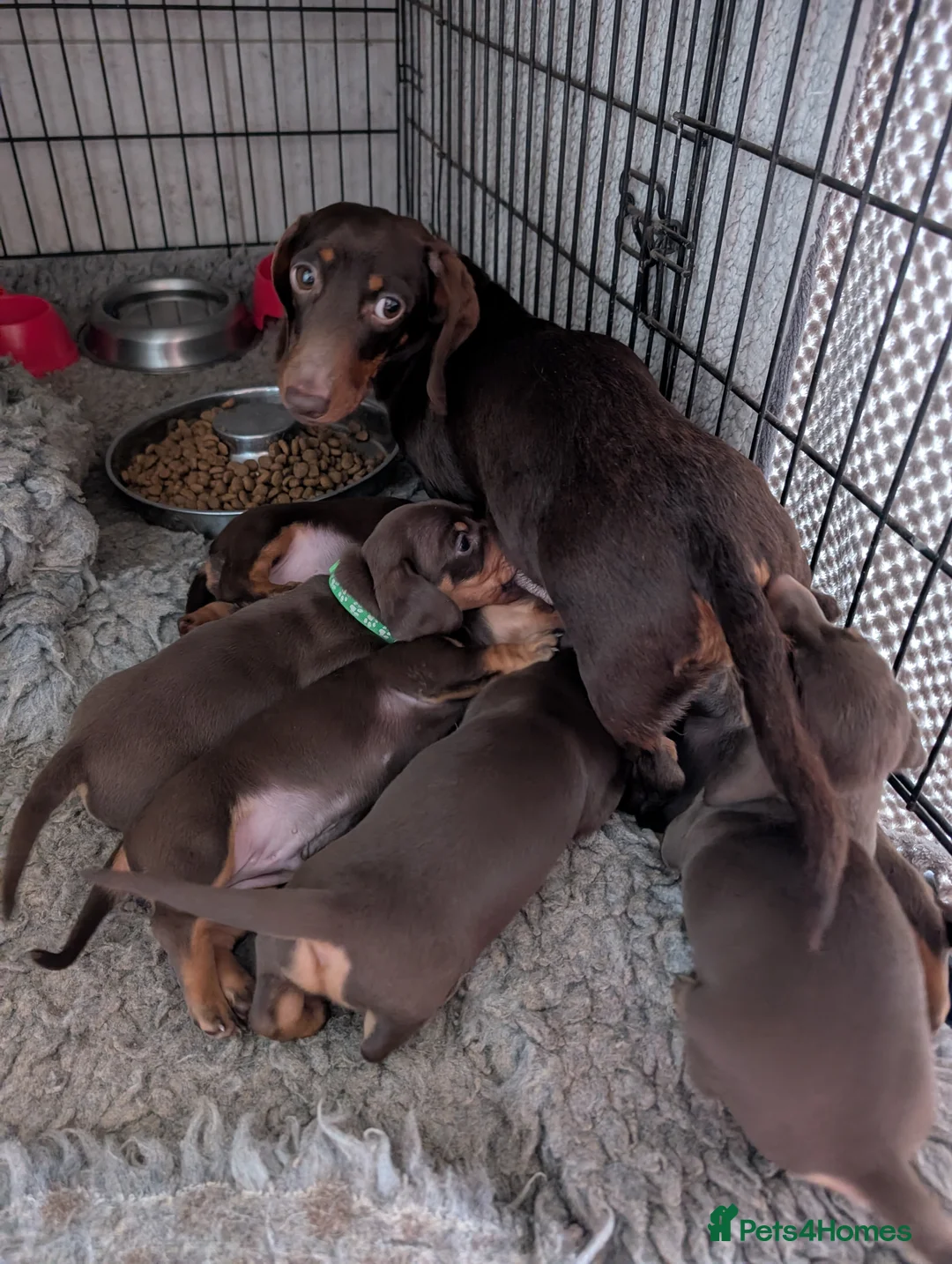 Miniature Dachshund dogs for sale: Gorgeous miniature chocolate dachshund  - Advert 1