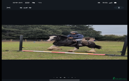 Irish Cob horses for sale: Heavy Blangdon traditional cob mare  - Advert 4