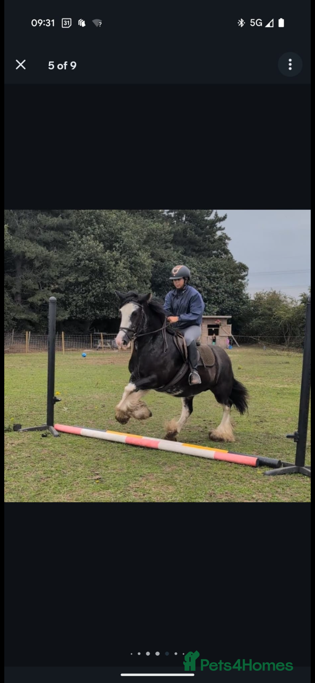 Irish Cob horses for sale: Heavy Blangdon traditional cob mare  - Advert 4