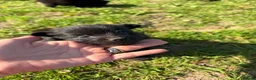 Mixed Breed dogs for sale: Beautiful Pomspitz Puppies Ready Soon - Advert 8