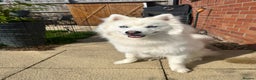 Pomsky dogs for stud: Stunning icy blue eyed F2 Pomsky stud proven  in Dunstable - Advert 5