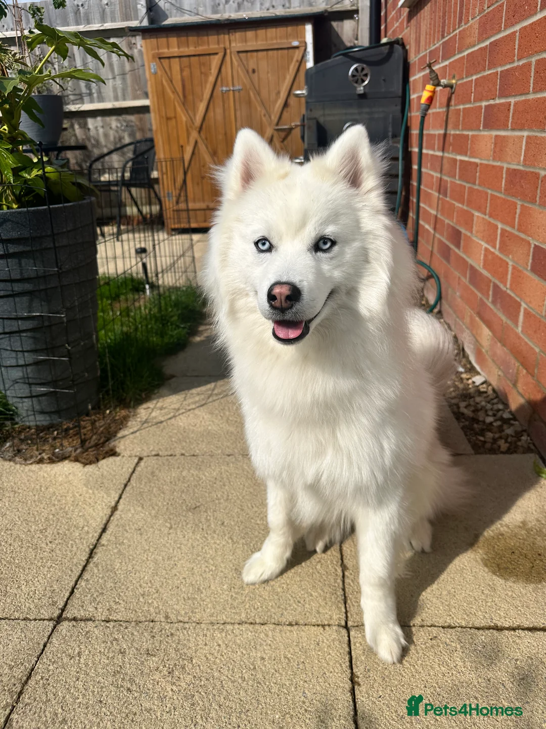 Pomsky dogs for stud: Stunning icy blue eyed F2 Pomsky stud proven  in Dunstable - Advert 5