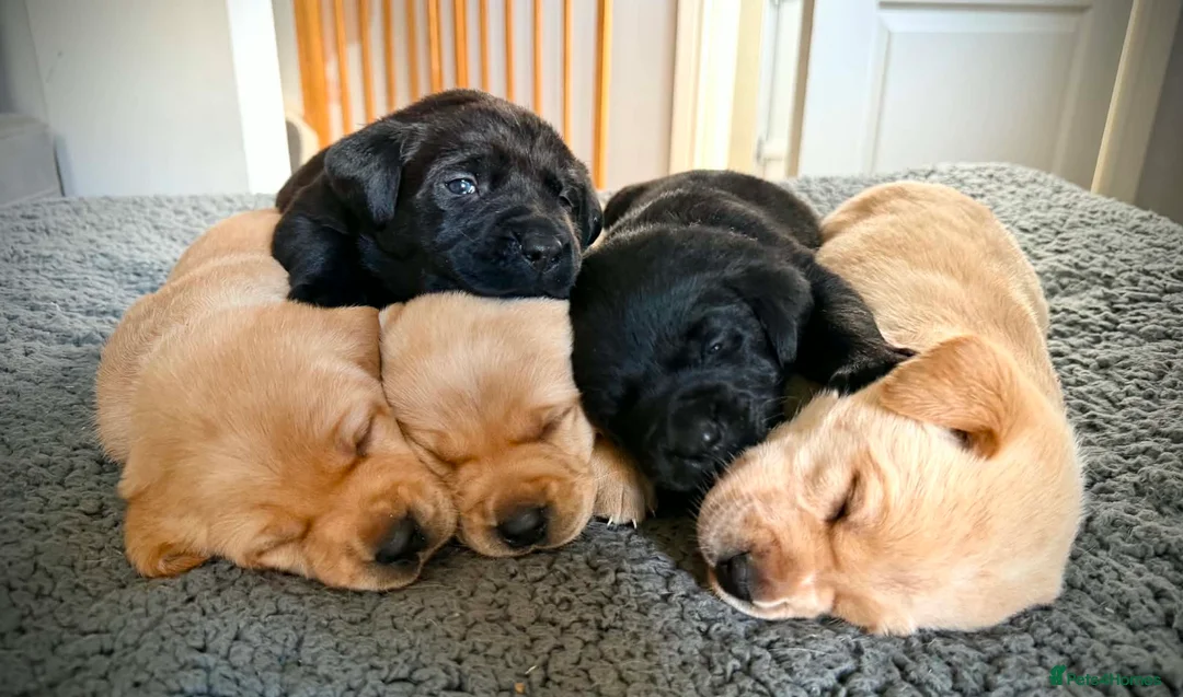Labrador Retriever dogs for sale: KC Registered Labradors  - Advert 1