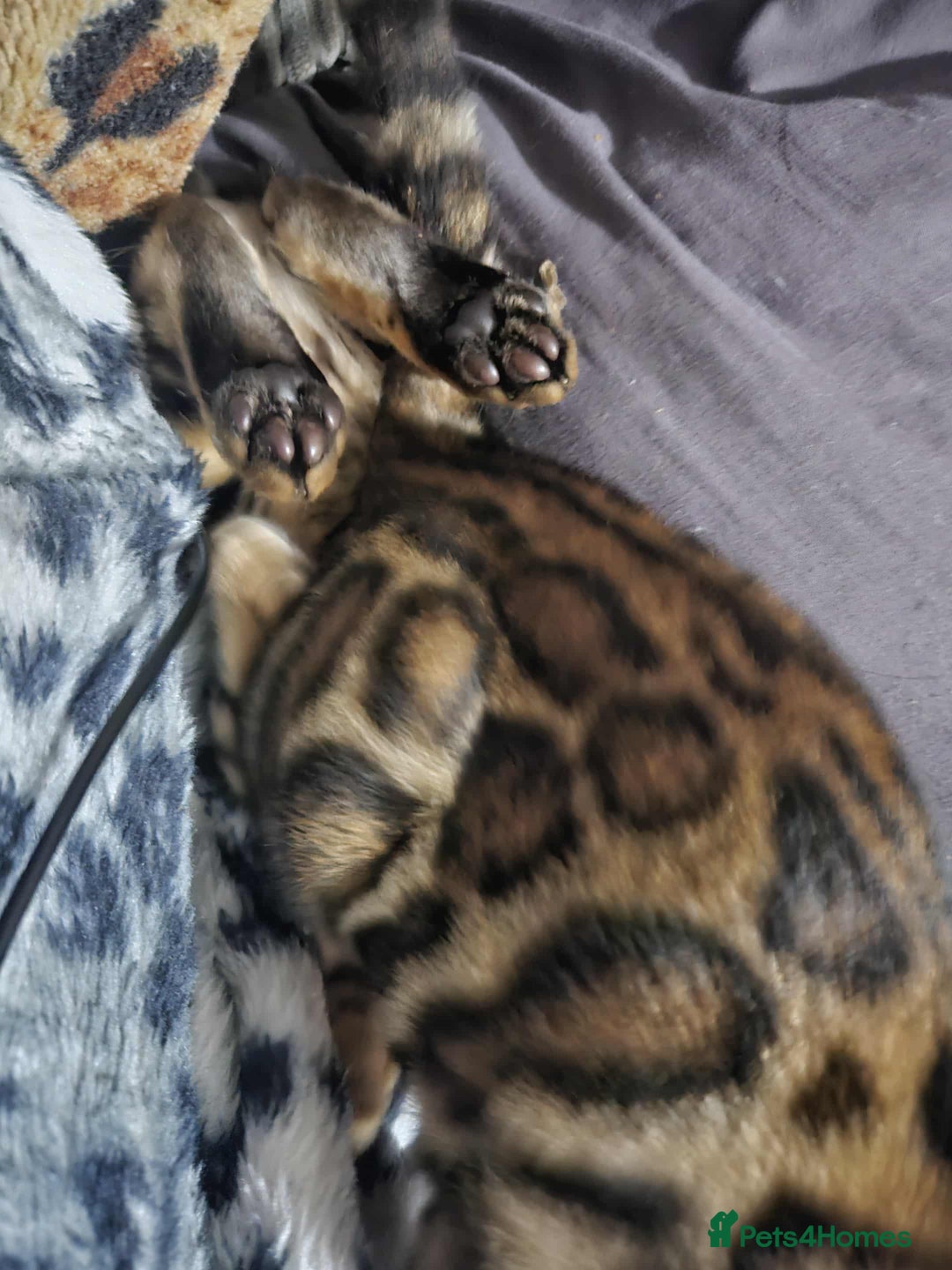 Bengal cats for sale: Brown Rosetted TICA Bengals Ready Now - Advert 7