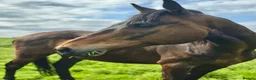 English Thoroughbred horses for sale: URGENT home needed for Thoroughbred Gelding in Weston-super-Mare - Advert 7