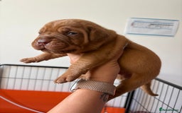 Dogue De Bordeaux dogs for sale: KC reg Dogue de Bordeaux puppies  - Image 25