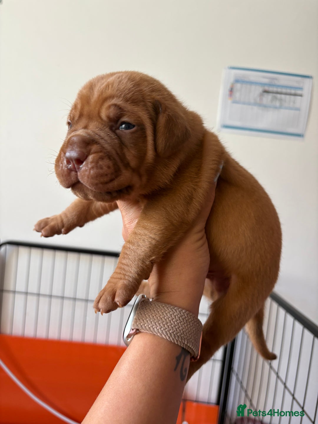 Dogue De Bordeaux dogs for sale: KC reg Dogue de Bordeaux puppies  - Image 25