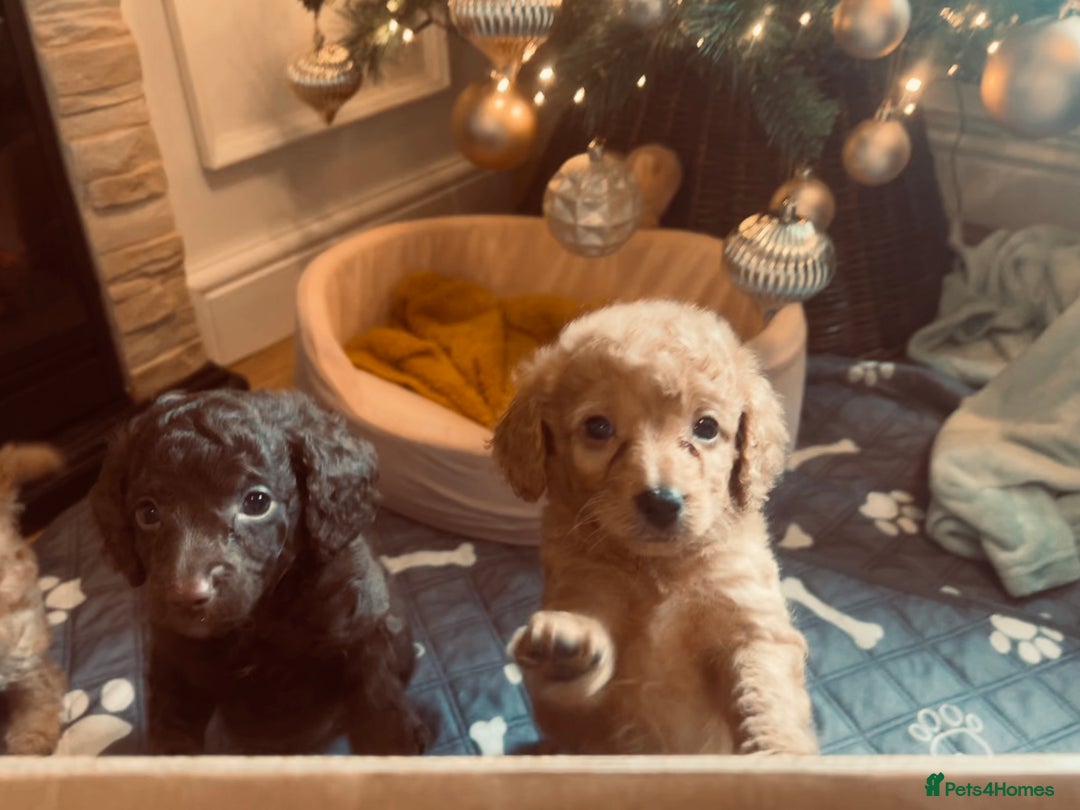 Cockapoo dogs for sale: Cockapoos ready 22.11 1 boy and 2 girls left💙🩷🩷 - Advert 22