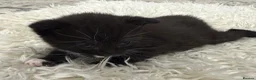 Mixed Breed cats for sale: 3 kittens adorable kitten for sale - Advert 7