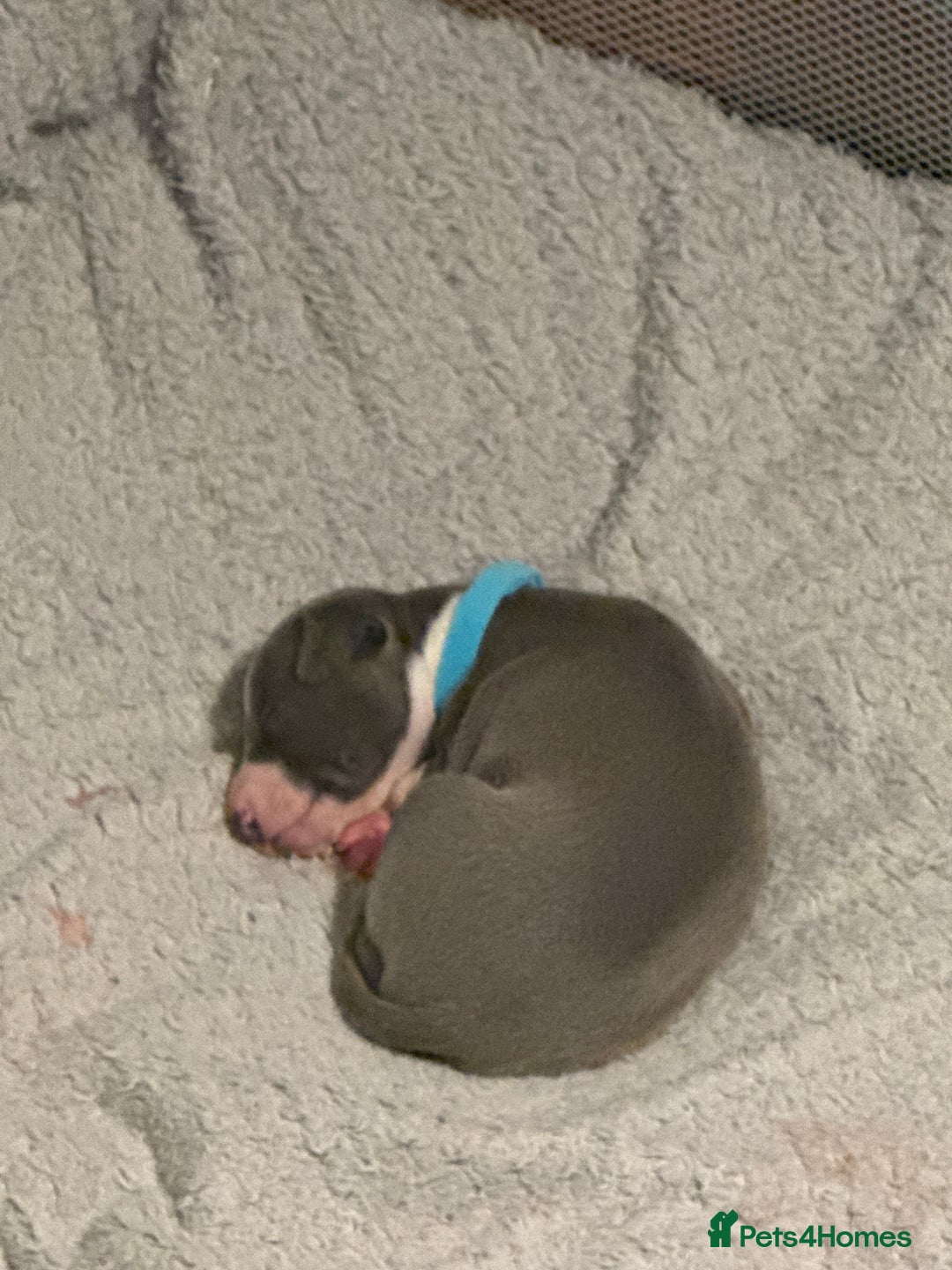 Italian Greyhound dogs for sale: KC registered Perfect Italian greyhound puppies  - Advert 8