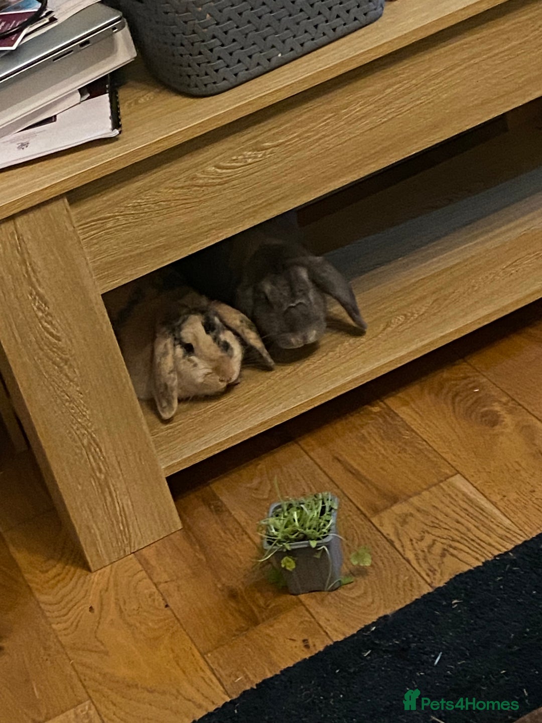 French Lop rabbits for sale: Bonded pair 2 lops - Image 8