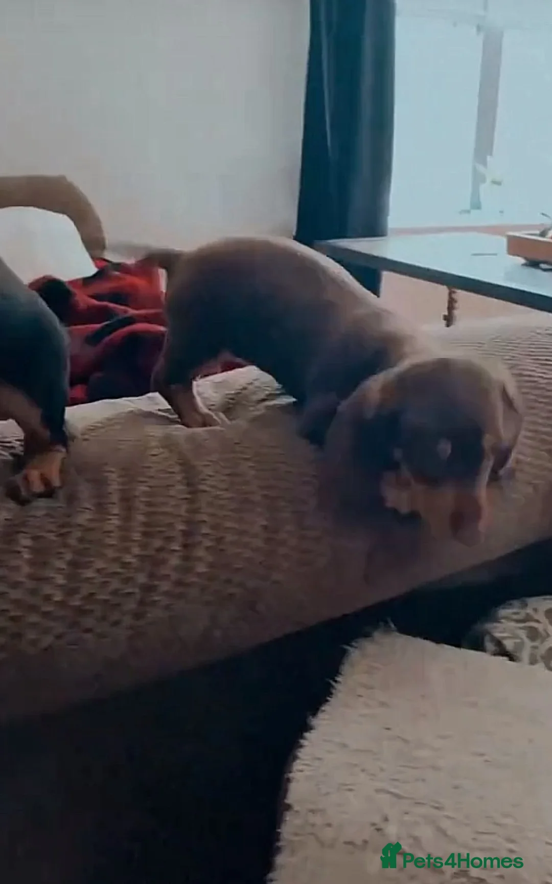 Miniature Dachshund dogs for sale: Miniature dachshund puppies - Advert 3