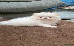 Pomeranian dogs for sale: Pomeranians of the original breed  - Image 14