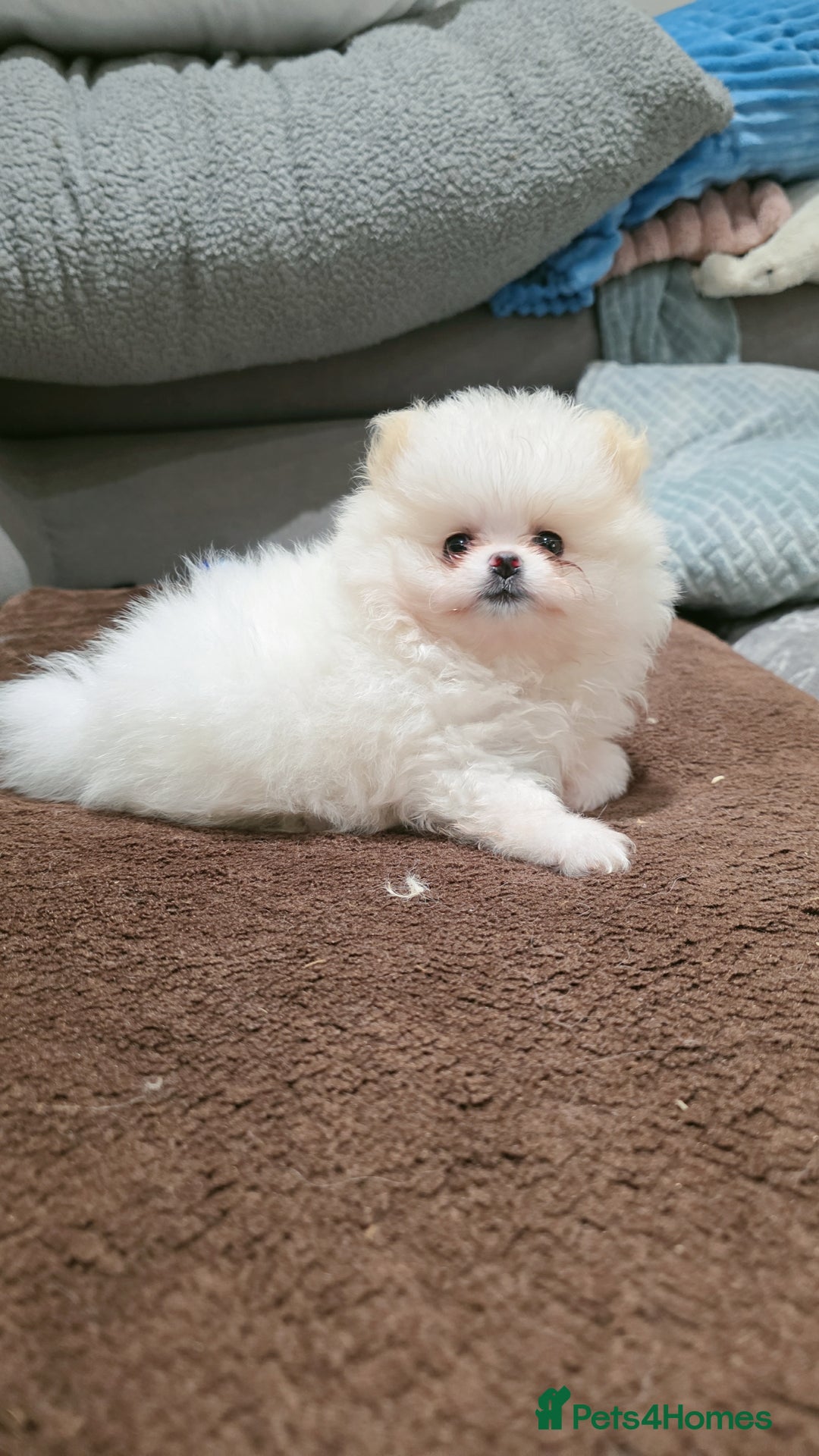 Pomeranian dogs for sale: Pomeranians of the original breed  - Image 14